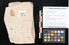 Foto (Objekt + Etikett) von Myrica lignitum Unger (NHMW-GEO-2024-0188-4035)